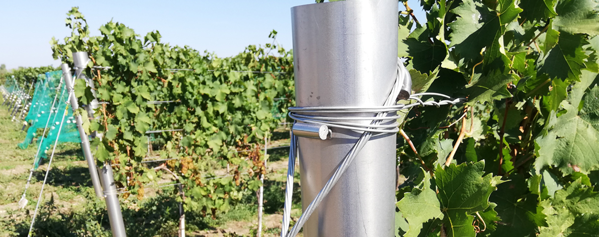 The vineyard that’s built to last